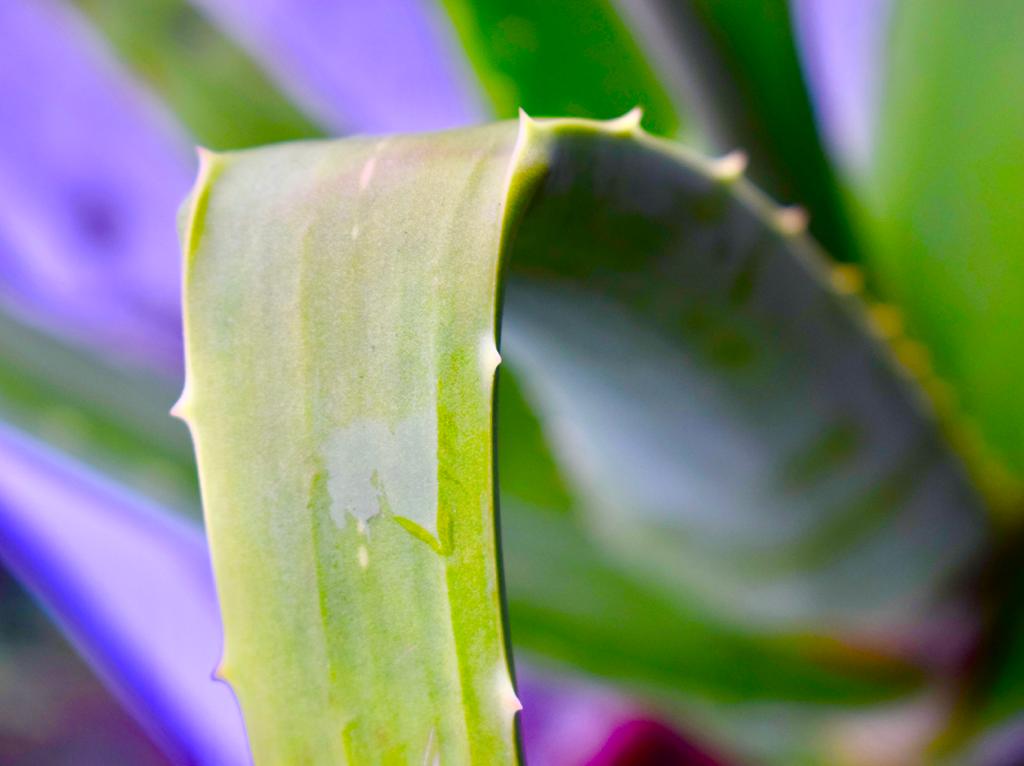 Aloe vera