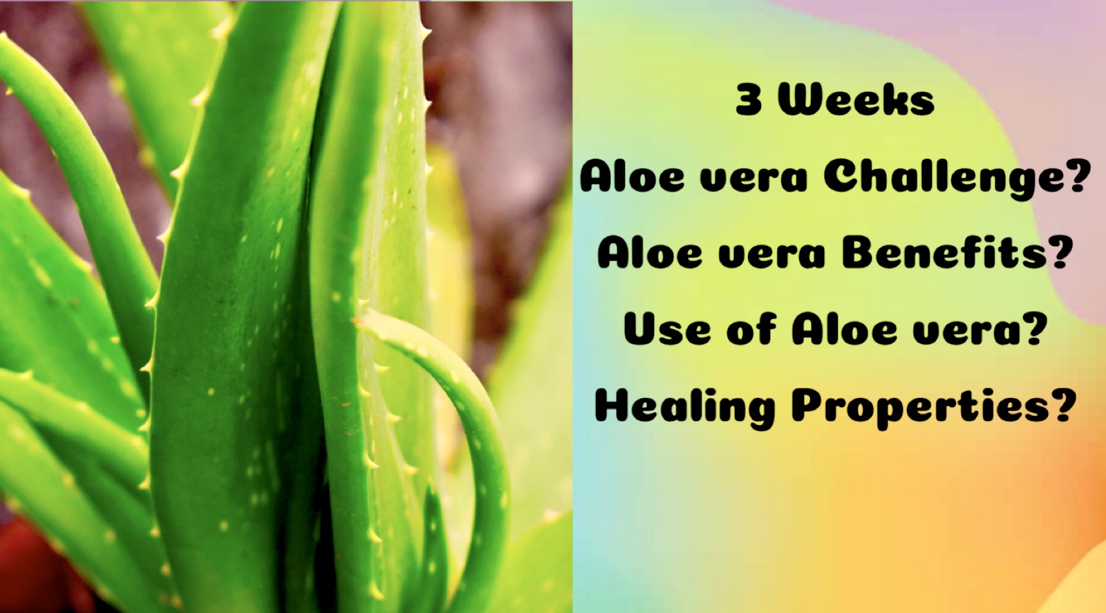 Aloe Vera Challenge