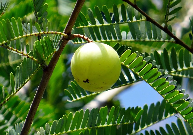 Amla Juice