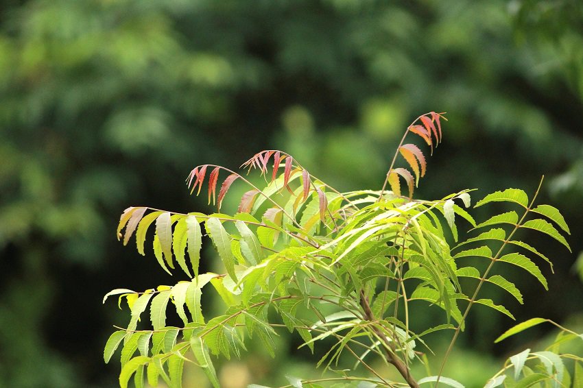 Benefits of Neem