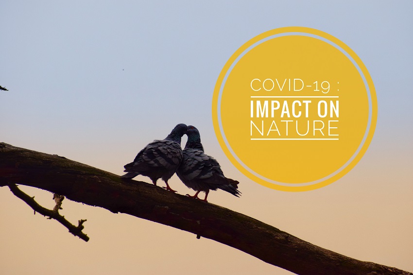 Covid-19 Impact on nature