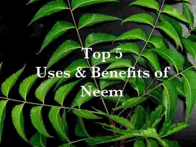 Uses of Neem