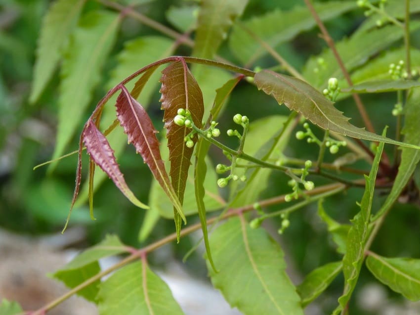 Uses of Neem