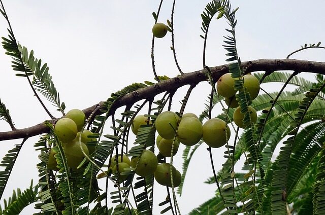 Amla Juice