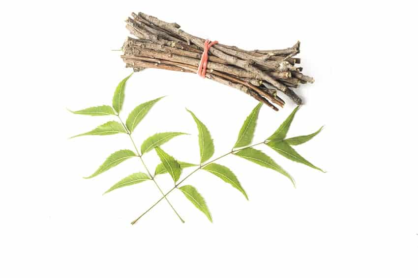 neem tree stick